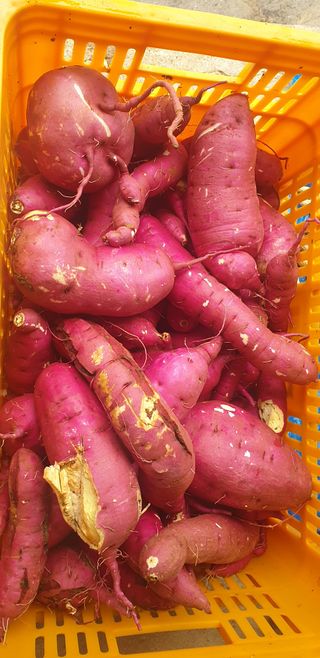 이종록님의 고구마 · 자유게시판 작성글 사진