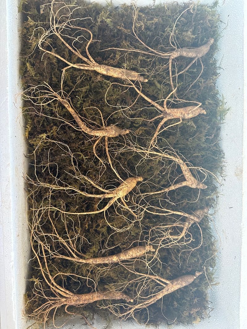 진상빈님의 장터 판매 상품 [설 명절 선물세트💓] 첨부 사진