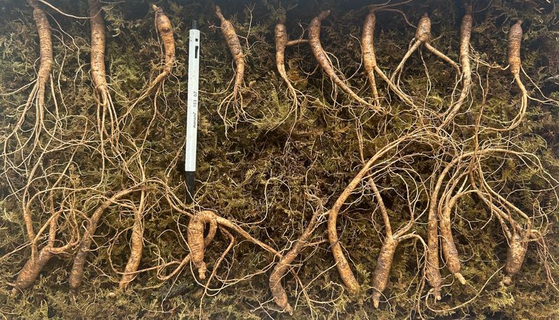 진상빈님의 장터 판매 상품 [설 명절 선물세트💓] 첨부 사진