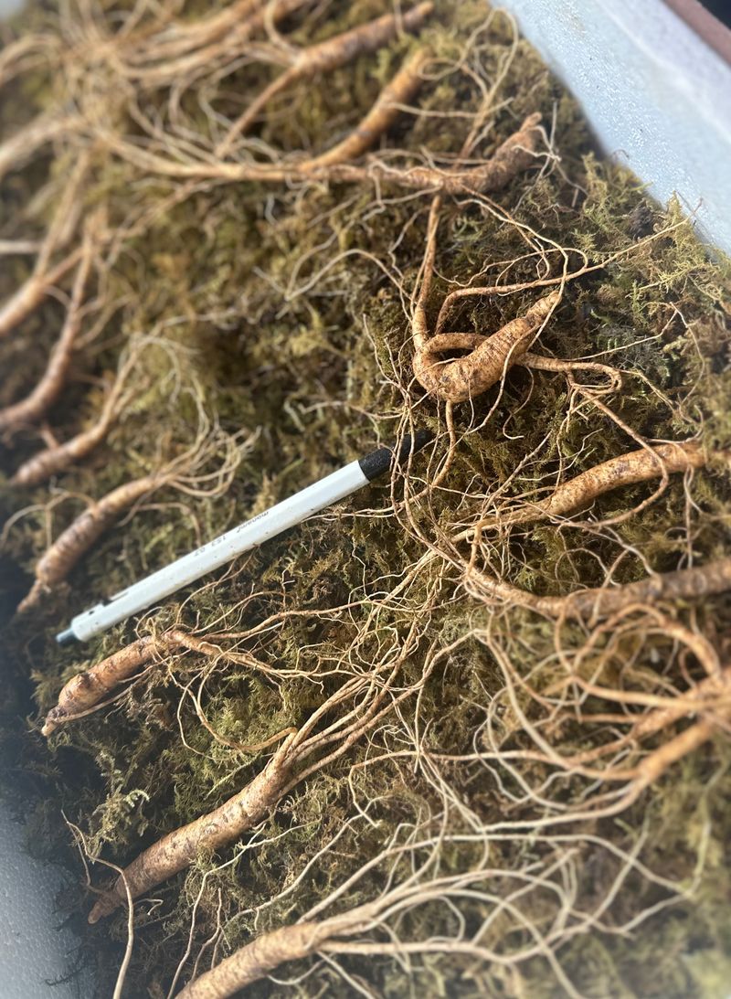 진상빈님의 장터 판매 상품 [설 명절 선물세트💓] 첨부 사진