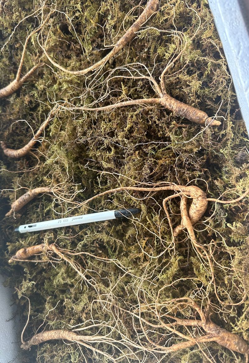 진상빈님의 장터 판매 상품 [설 명절 선물세트💓] 첨부 사진