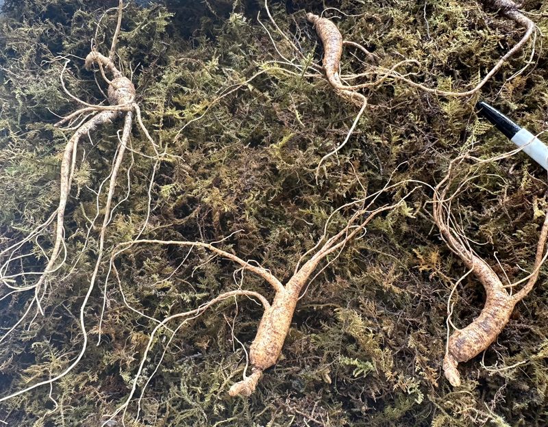 진상빈님의 장터 판매 상품 [설 명절 선물세트💓] 첨부 사진