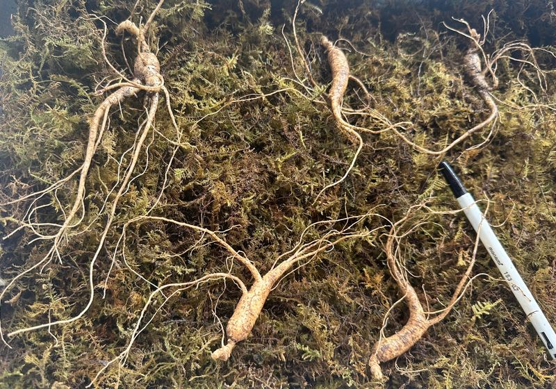 진상빈님의 장터 판매 상품 [설 명절 선물세트💓] 첨부 사진