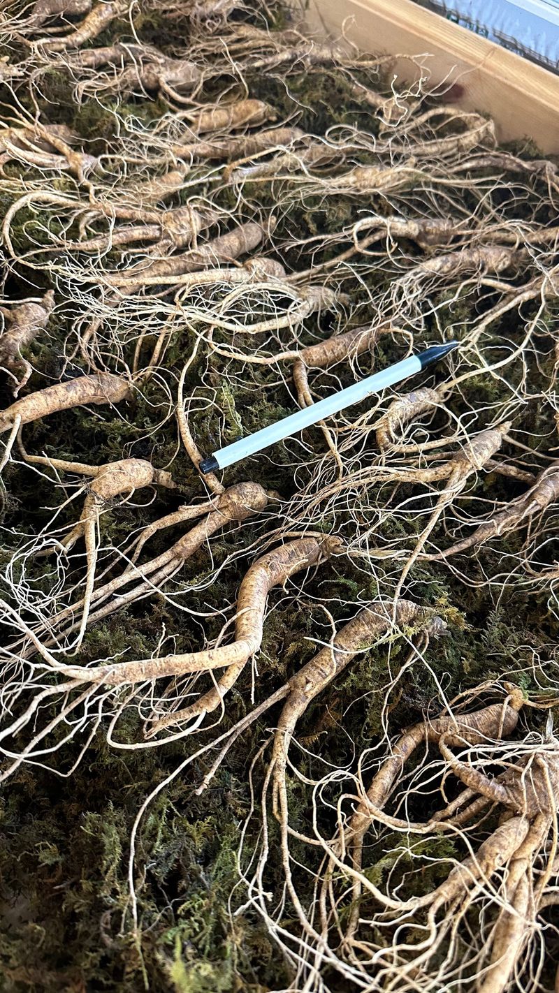 진상빈님의 장터 판매 상품 [설 명절 선물세트💓] 첨부 사진