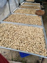 팜모닝 콩·자유게시판 게시글 이미지