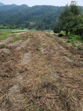 다소농원님의 콩 · 자유게시판 작성글 사진