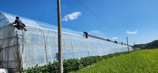 나으살던고향님의 오이 · 자유게시판 작성글 사진