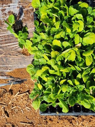 팜블리분매리농윈님의 가을 농사계획 알려주세요🍁 · 참여글 작성글 사진