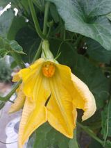 팜모닝 호박·영농일지 게시글 이미지