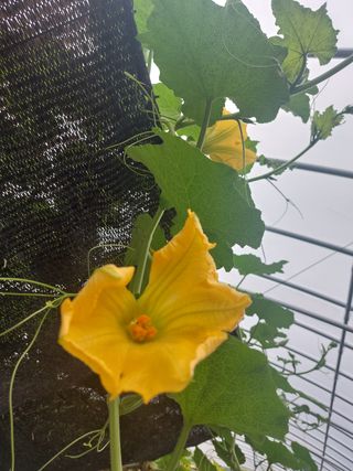 알 수 없음님의 호박 · 영농일지 작성글 사진