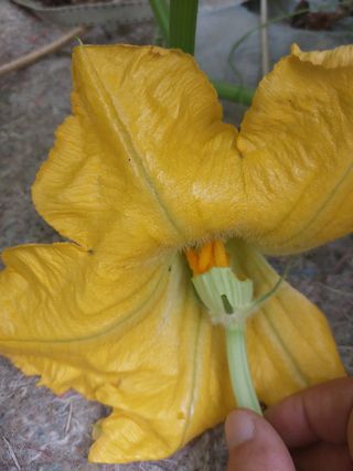 알 수 없음님의 호박 · 영농일지 작성글 사진