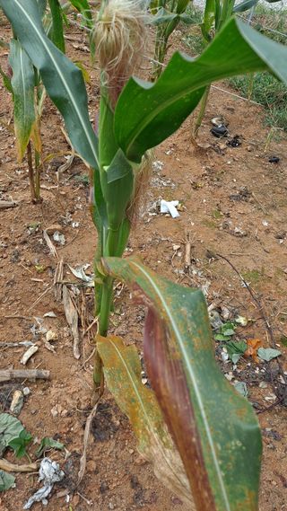 귀농 4년/지성훈님의 옥수수 · 병해충상담 작성글 사진