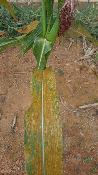 귀농 4년/지성훈님의 옥수수 · 병해충상담 작성글 사진