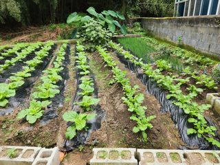 이인구님의 배추 · 일상 작성글 사진