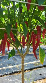 팜모닝 가을 농사계획 알려주세요🍁·참여글 게시글 이미지