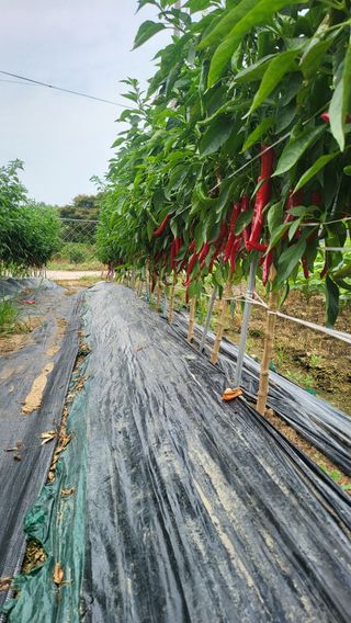 행복한농민님의 가을 농사계획 알려주세요🍁 · 참여글 작성글 사진