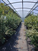 팜모닝 블루베리·자유게시판 게시글 이미지