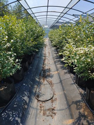 도경회님의 블루베리 · 자유게시판 작성글 사진