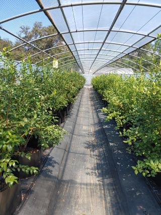 도경회님의 블루베리 · 자유게시판 작성글 사진