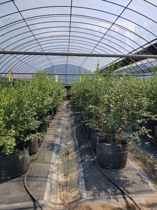 도경회님의 블루베리 · 자유게시판 작성글 사진