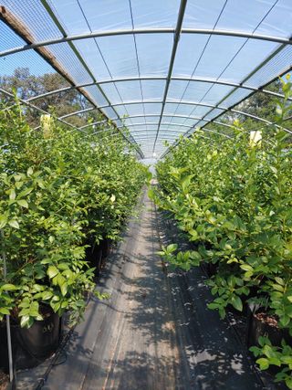 도경회님의 블루베리 · 자유게시판 작성글 사진