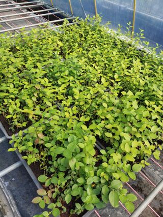 도경회님의 블루베리 · 자유게시판 작성글 사진