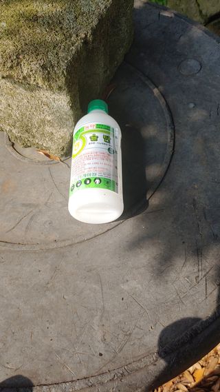 보물섬남자님의 귤 · 영농일지 작성글 사진