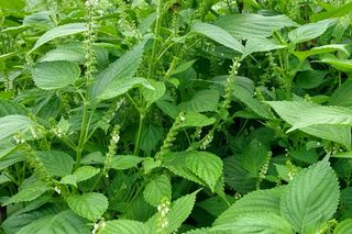 정진해님의 들깨 · 자유게시판 작성글 사진