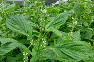 정진해님의 들깨 · 자유게시판 작성글 사진