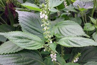 정진해님의 들깨 · 자유게시판 작성글 사진