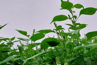 정진해님의 들깨 · 자유게시판 작성글 사진