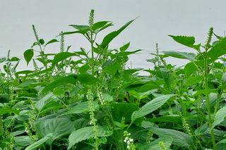 정진해님의 들깨 · 자유게시판 작성글 사진