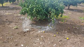 보물섬남자님의 귤 · 영농일지 작성글 사진