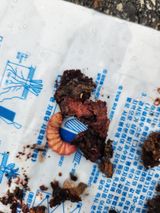 팜모닝 포도·병해충상담 게시글 이미지