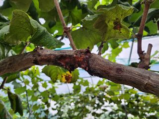 오리개농원지니님의 포도 · 병해충상담 작성글 사진