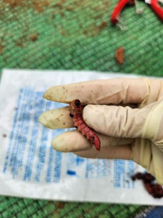 오리개농원지니님의 포도 · 병해충상담 작성글 사진