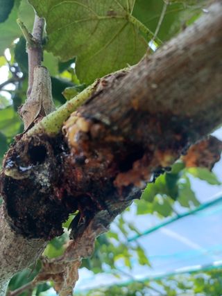 오리개농원지니님의 포도 · 병해충상담 작성글 사진