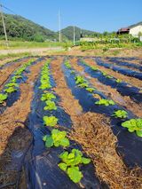 팜모닝 가을 농사계획 알려주세요🍁·참여글 게시글 이미지