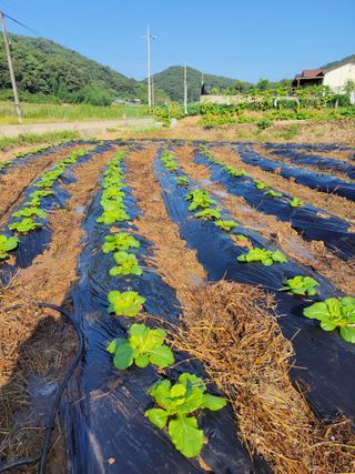조현미님의 가을 농사계획 알려주세요🍁 · 참여글 작성글 사진