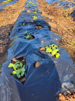 조현미님의 가을 농사계획 알려주세요🍁 · 참여글 작성글 사진