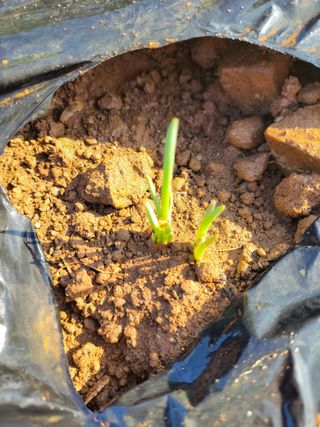 조현미님의 가을 농사계획 알려주세요🍁 · 참여글 작성글 사진