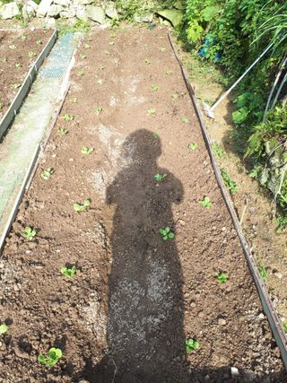 별빛을쫒는자님의 가을 농사계획 알려주세요🍁 · 참여글 작성글 사진