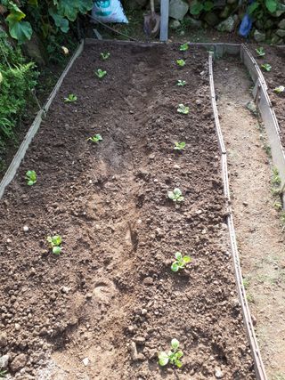 별빛을쫒는자님의 가을 농사계획 알려주세요🍁 · 참여글 작성글 사진