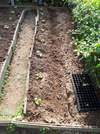 별빛을쫒는자님의 가을 농사계획 알려주세요🍁 · 참여글 작성글 사진