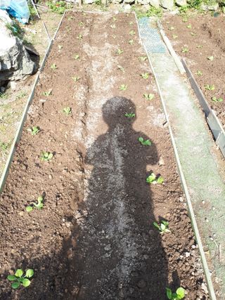 별빛을쫒는자님의 가을 농사계획 알려주세요🍁 · 참여글 작성글 사진