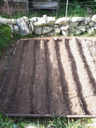 별빛을쫒는자님의 가을 농사계획 알려주세요🍁 · 참여글 작성글 사진