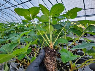 이경희님의 가을 농사계획 알려주세요🍁 · 참여글 작성글 사진