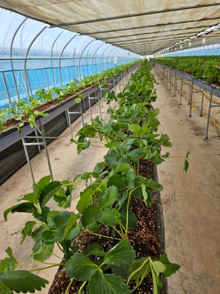 이경희님의 가을 농사계획 알려주세요🍁 · 참여글 작성글 사진