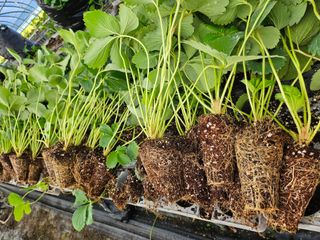 이경희님의 가을 농사계획 알려주세요🍁 · 참여글 작성글 사진