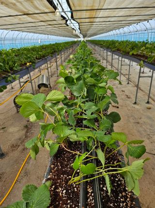 이경희님의 가을 농사계획 알려주세요🍁 · 참여글 작성글 사진